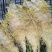 霸王花干货天然无硫农家自产新鲜花七星剑花昙花煲汤材料肇庆