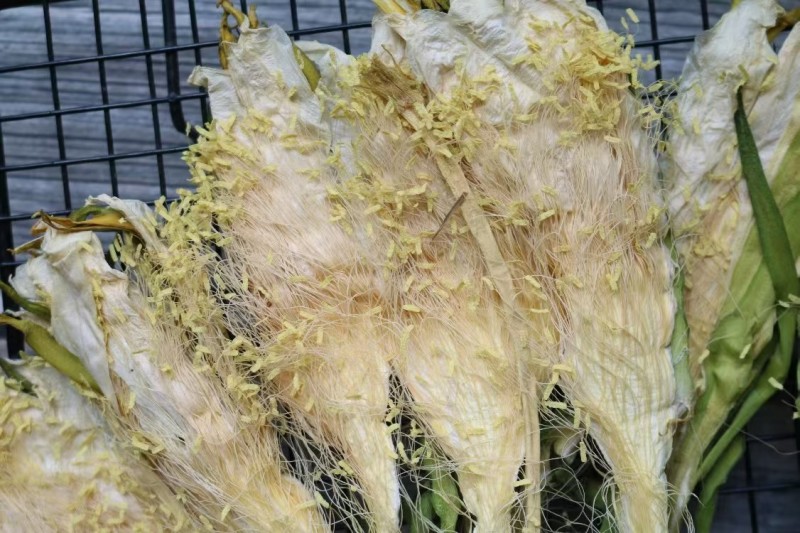霸王花干货天然无硫农家自产新鲜花七星剑花昙花煲汤材料肇庆