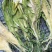 霸王花干货天然无硫农家自产新鲜花七星剑花昙花煲汤材料肇庆