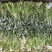 霸王花干货天然无硫农家自产新鲜花七星剑花昙花煲汤材料肇庆