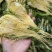 霸王花干货天然无硫农家自产新鲜花七星剑花昙花煲汤材料肇庆