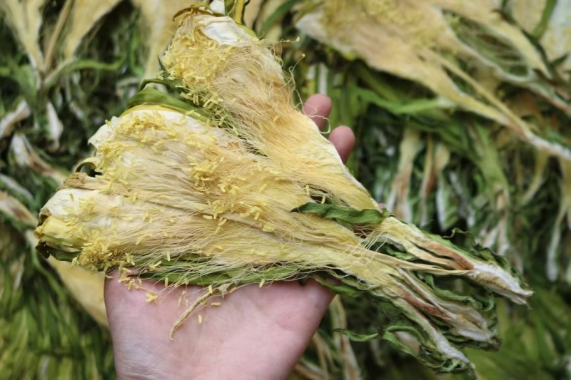 霸王花干货天然无硫农家自产新鲜花七星剑花昙花煲汤材料肇庆