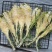 霸王花干货天然无硫农家自产新鲜花七星剑花昙花煲汤材料肇庆