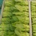 常年大量出售花王菜苔