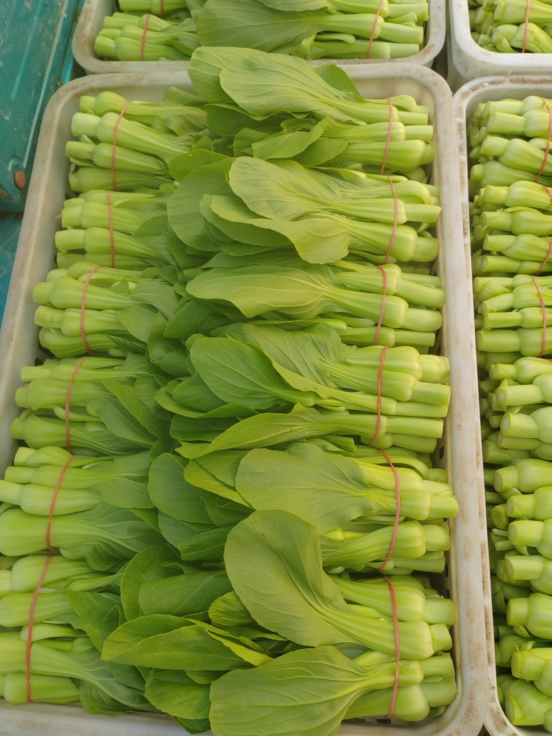 常年大量出售花王菜苔
