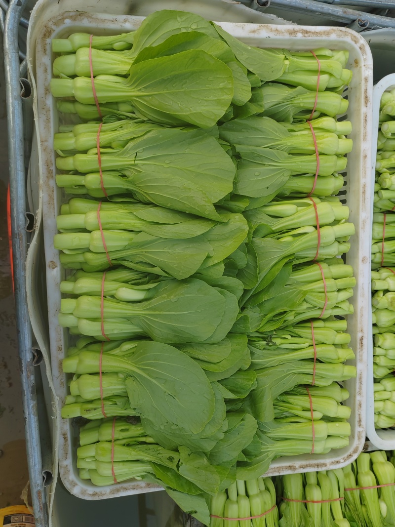 常年大量出售花王菜苔