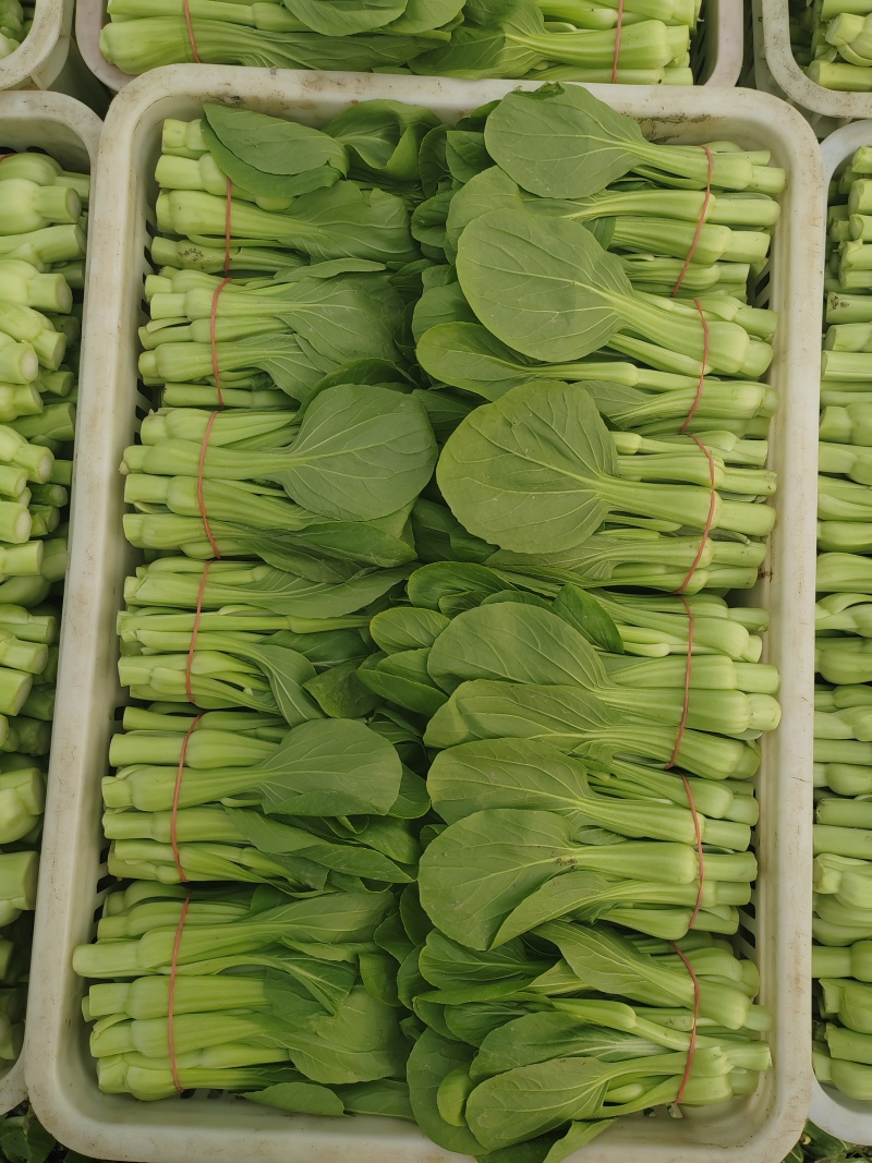 常年大量出售花王菜苔