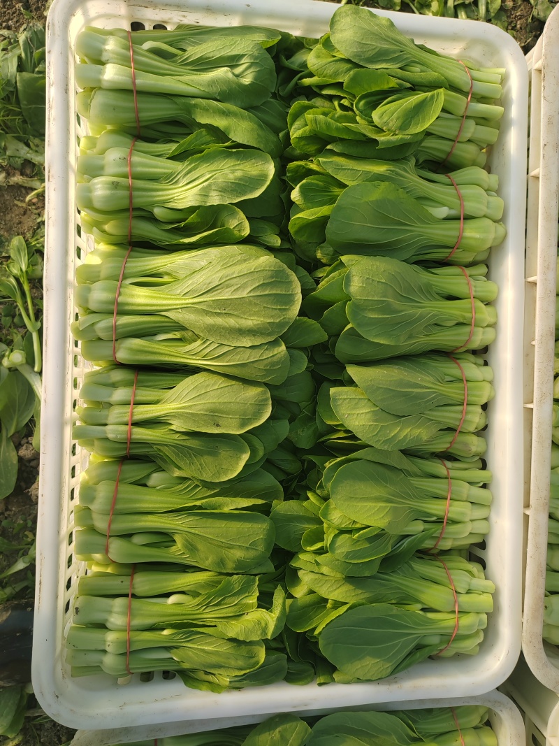 常年大量出售花王菜苔