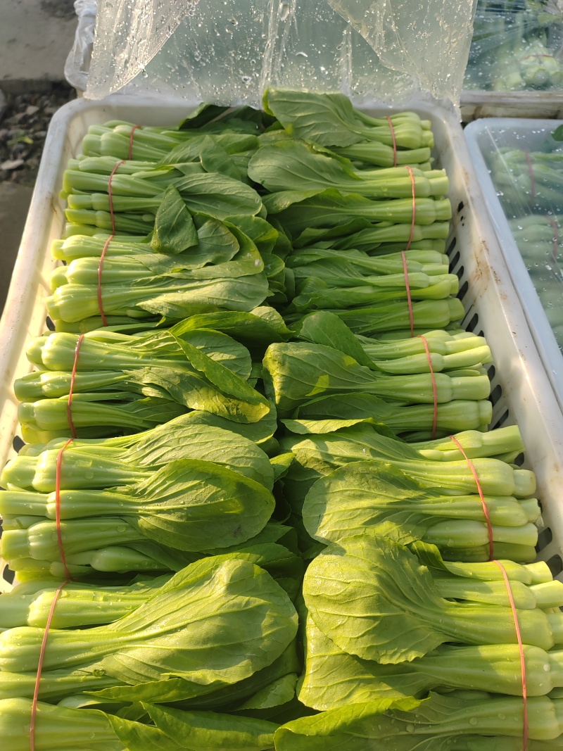 常年大量出售花王菜苔