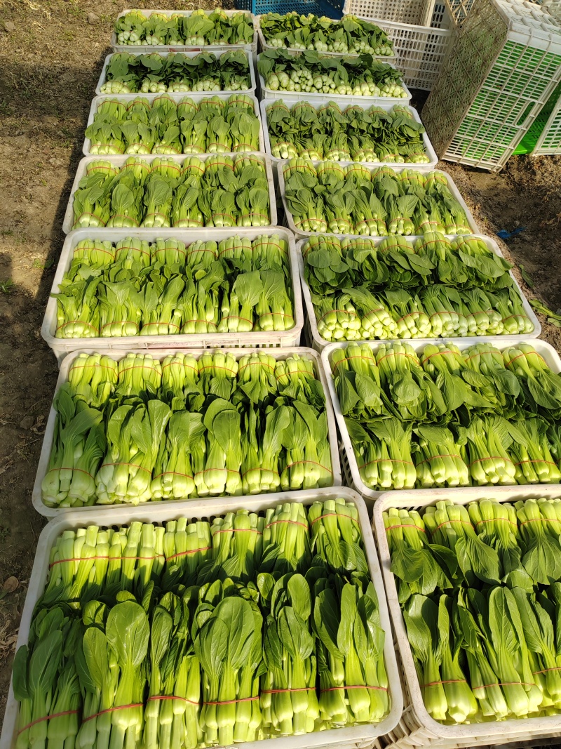 常年大量出售花王菜苔