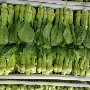 常年大量出售花王菜苔