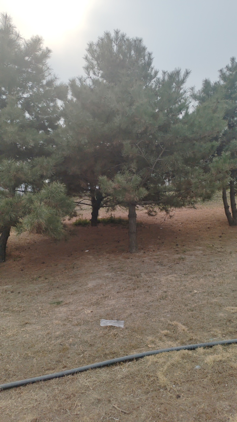 黑松，移栽苗，高2-8米