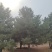 黑松，移栽苗，高2-8米