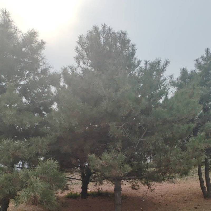 黑松，移栽苗，高2-8米