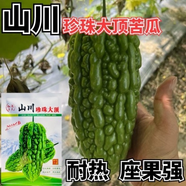 山川珍珠大顶苦瓜种子厚肉翠绿油亮杜阮凉瓜大顶苦瓜种籽耐热