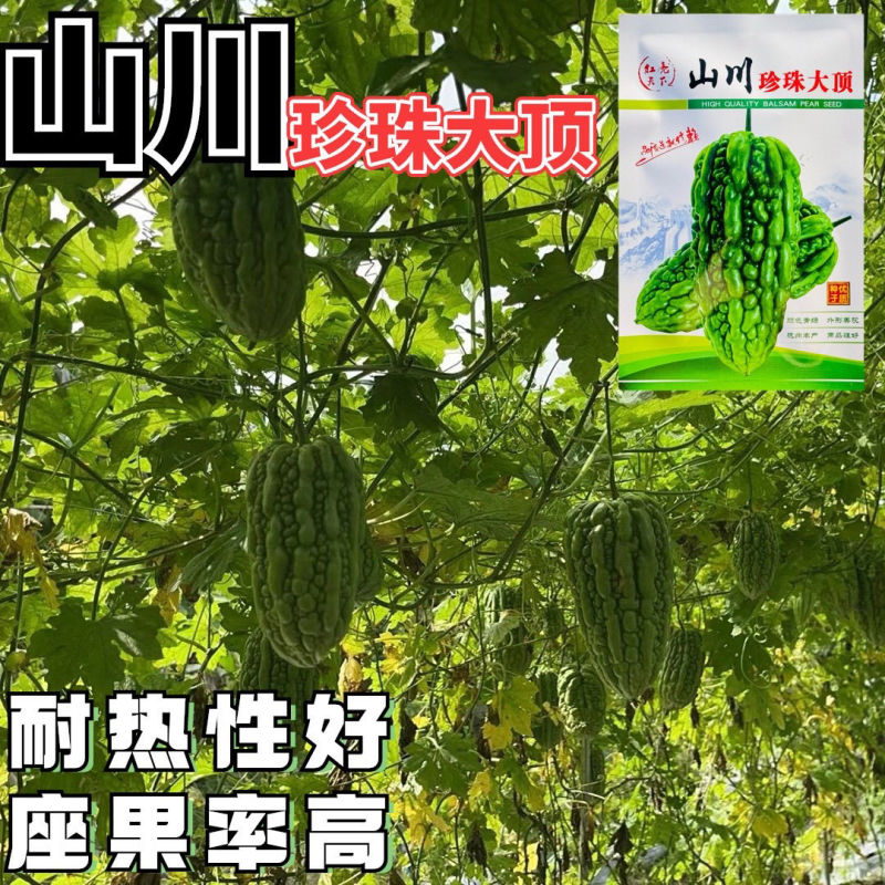 山川珍珠大顶苦瓜种子厚肉翠绿油亮杜阮凉瓜大顶苦瓜种籽耐热