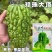 山川珍珠大顶苦瓜种子厚肉翠绿油亮杜阮凉瓜大顶苦瓜种籽耐热