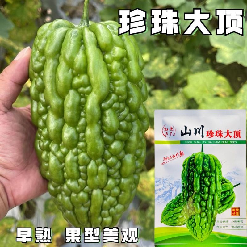 山川珍珠大顶苦瓜种子厚肉翠绿油亮杜阮凉瓜大顶苦瓜种籽耐热