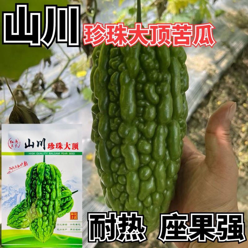 山川珍珠大顶苦瓜种子厚肉翠绿油亮杜阮凉瓜大顶苦瓜种籽耐热