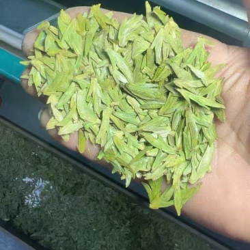 贵州绿茶特产