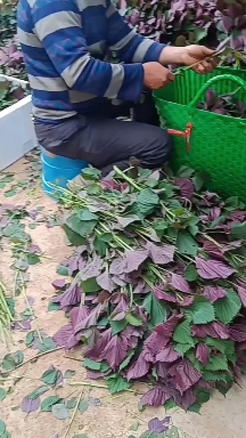 大叶紫苏无长杆，现摘现发，香气浓郁，可做香料，药材