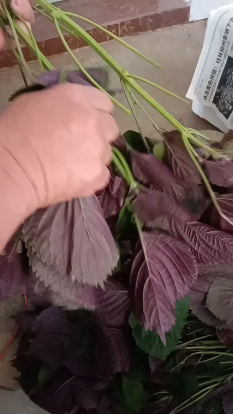大叶紫苏无长杆，现摘现发，香气浓郁，可做香料，药材