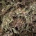蛤蟆草【包邮】三斤起发货可批量可零售量大从优