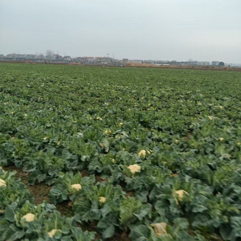 菜花大量上市，产地直销一手货源，支持视频看货欢迎电话联系