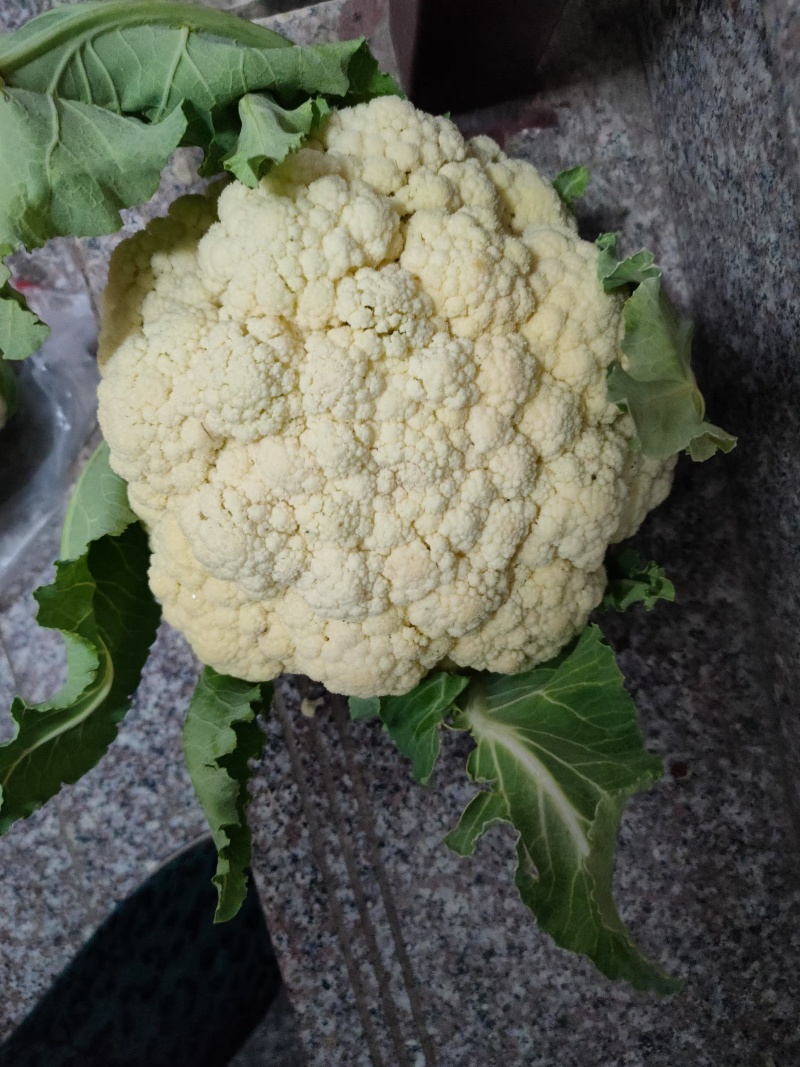 菜花大量上市，产地直销一手货源，支持视频看货欢迎电话联系