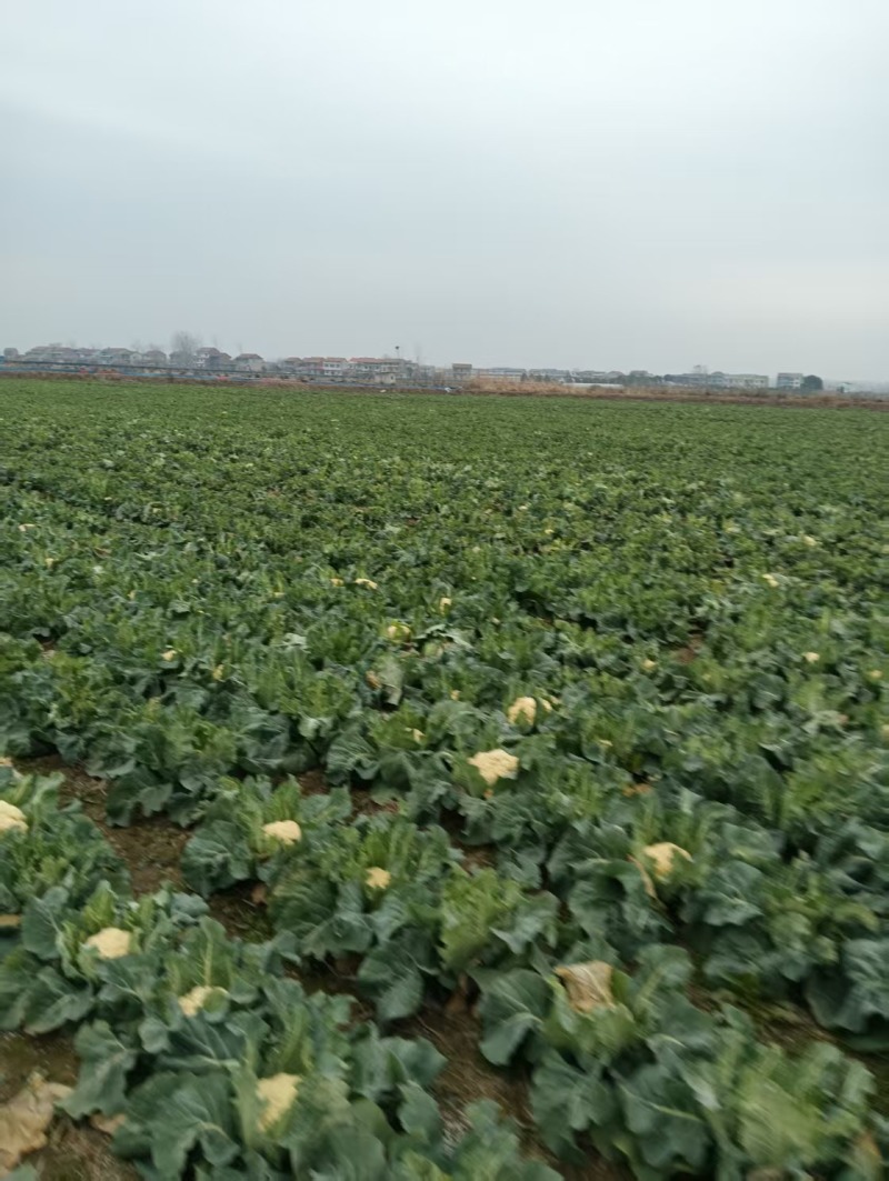 菜花大量上市，产地直销一手货源，支持视频看货欢迎电话联系