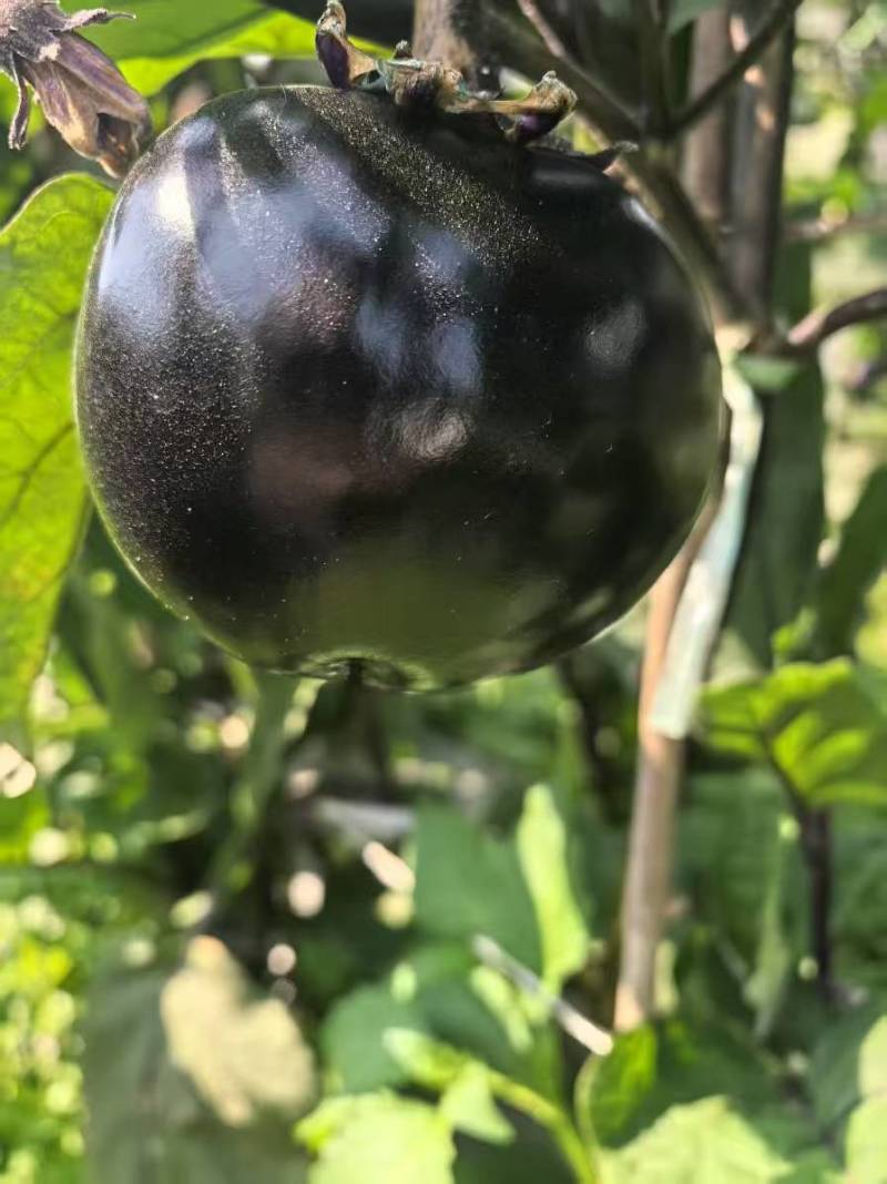 高山圆茄大量，果实饱满，基地直供，一件代发对接市场商超