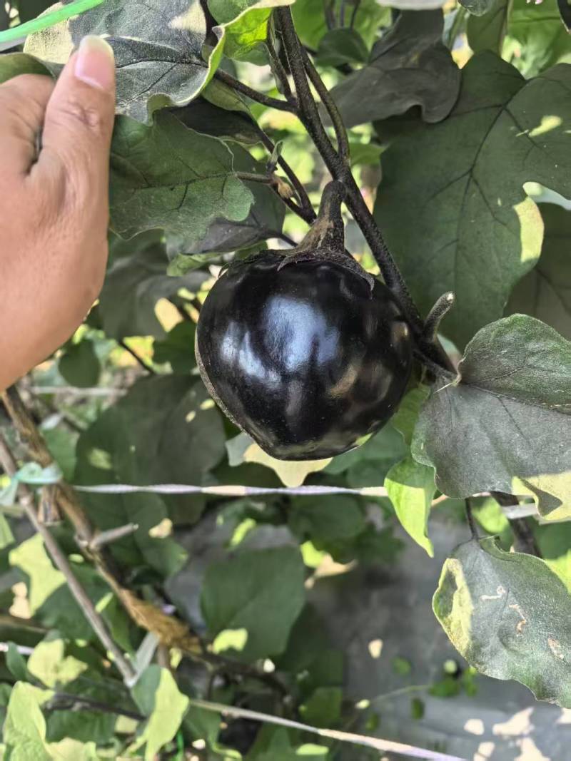 高山圆茄大量，果实饱满，基地直供，一件代发对接市场商超