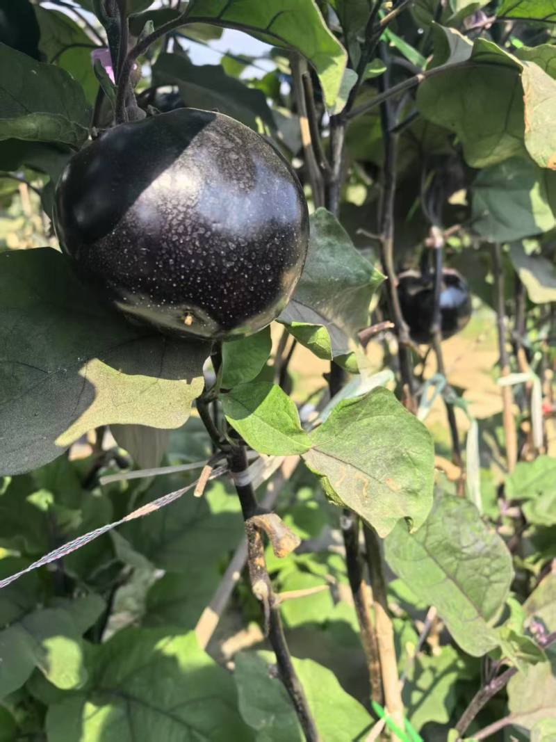 高山圆茄大量，果实饱满，基地直供，一件代发对接市场商超