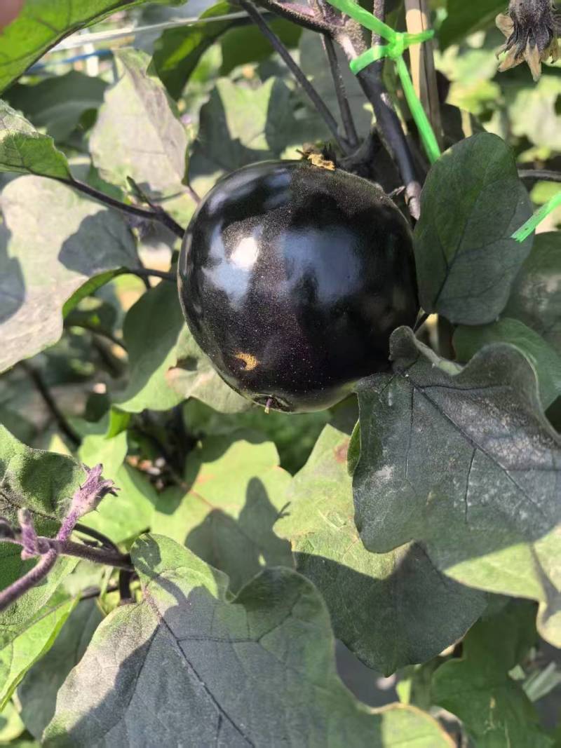 高山圆茄大量，果实饱满，基地直供，一件代发对接市场商超
