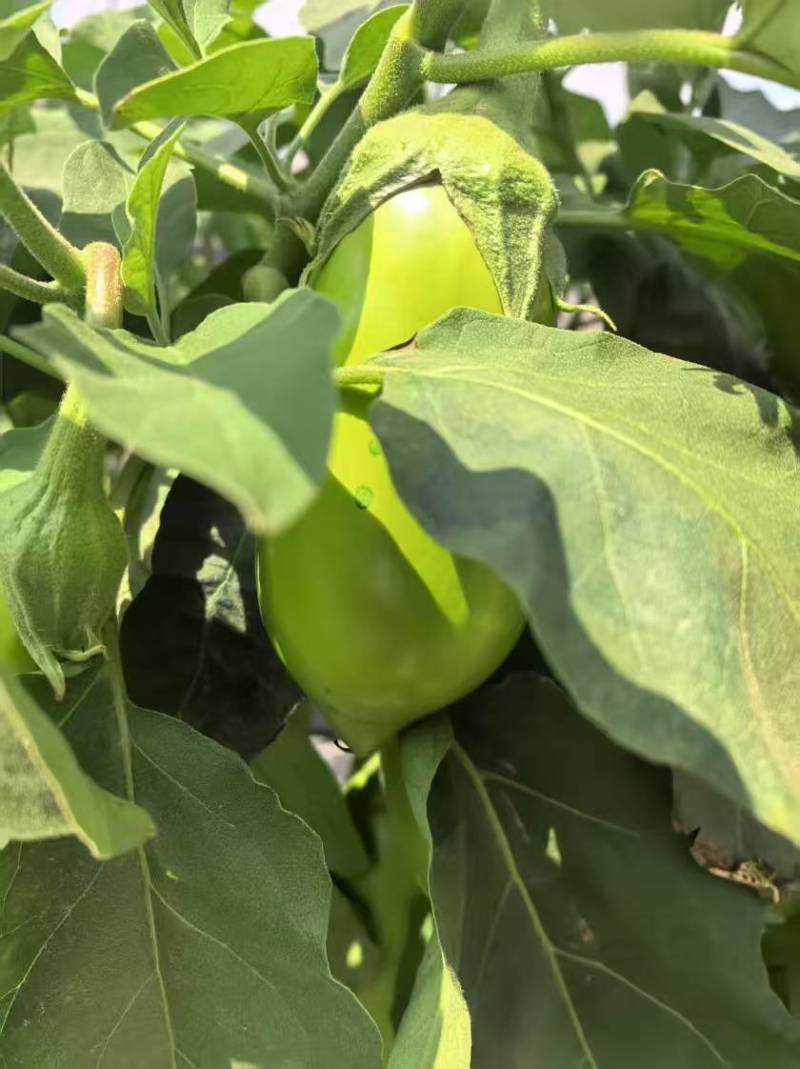 青茄子大量有货源，产地直销对接市场商超一件代发诚信经营