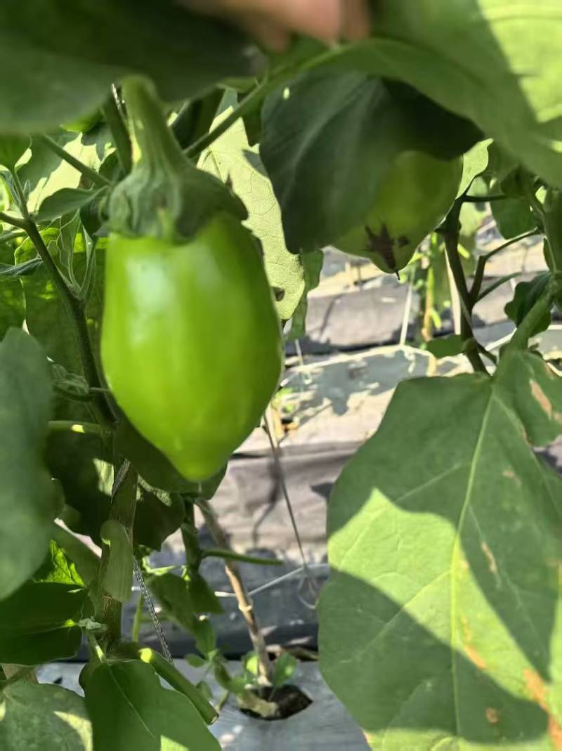 青茄子大量有货源，产地直销对接市场商超一件代发诚信经营