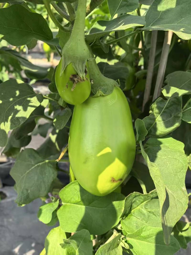 青茄子大量有货源，产地直销对接市场商超一件代发诚信经营