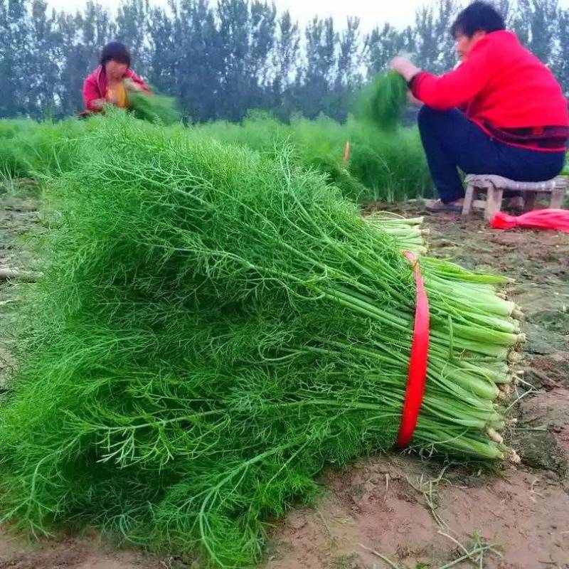 《茴香苗》小茴香茴香菜基地直供现货随装可全国发货