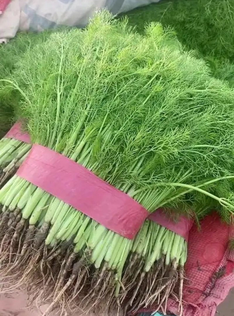 《茴香苗》小茴香茴香菜基地直供现货随装可全国发货