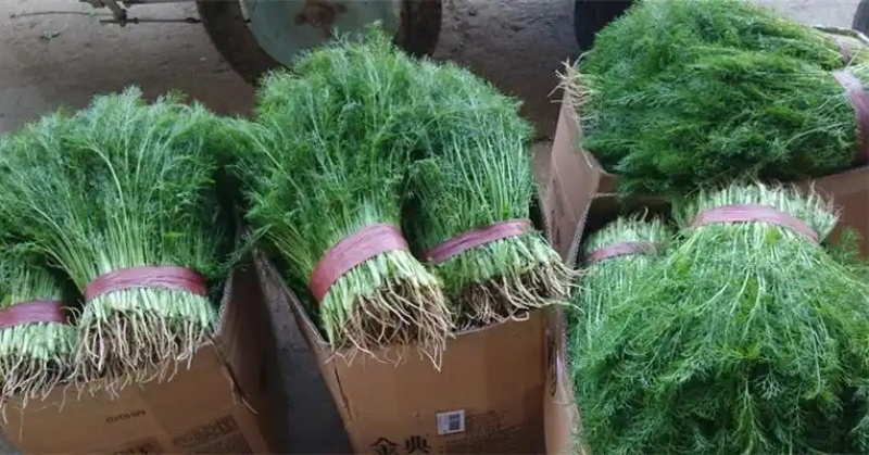 《茴香苗》小茴香茴香菜基地直供现货随装可全国发货