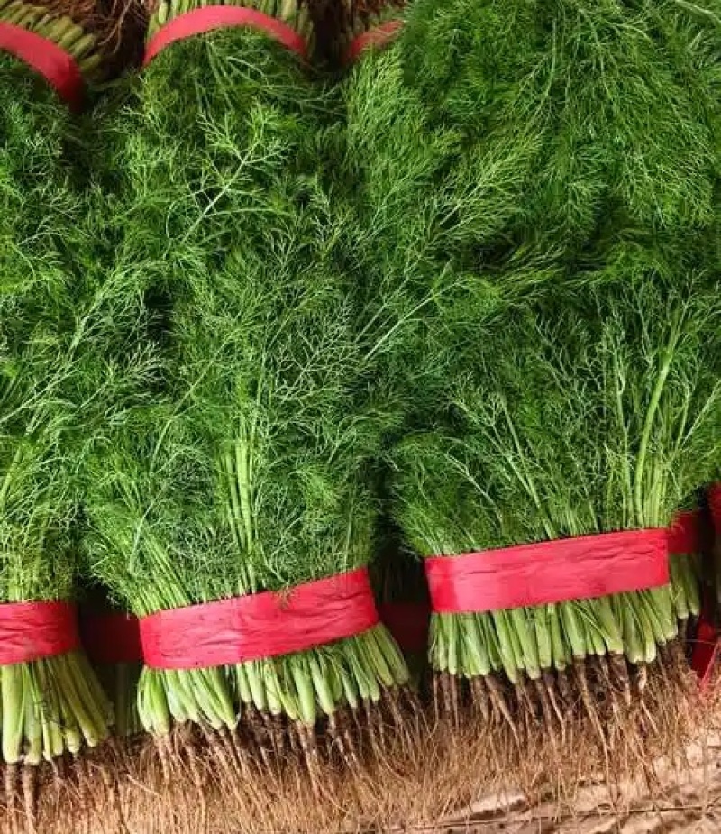 《茴香苗》小茴香茴香菜基地直供现货随装可全国发货