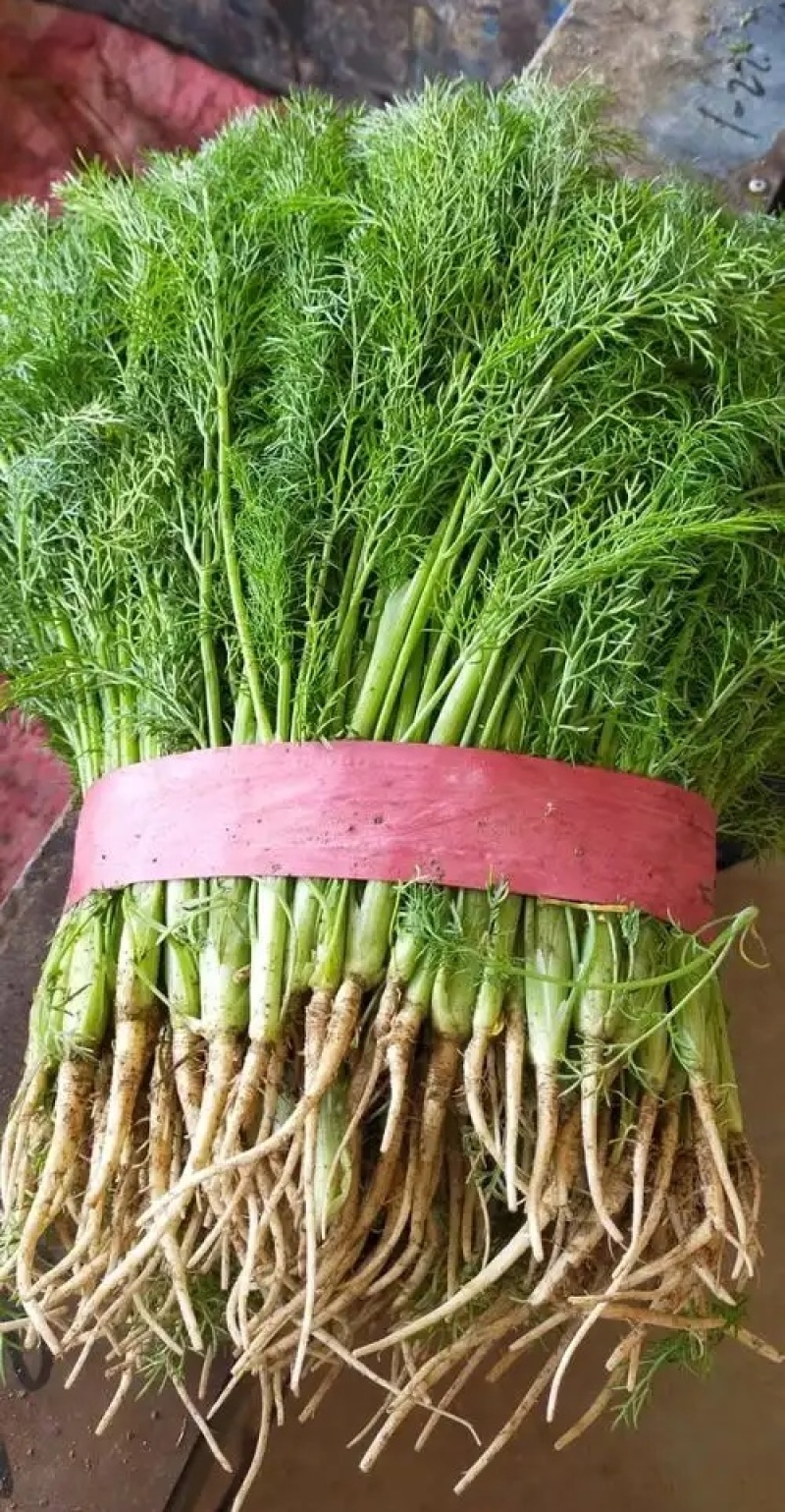 《茴香苗》小茴香茴香菜基地直供现货随装可全国发货