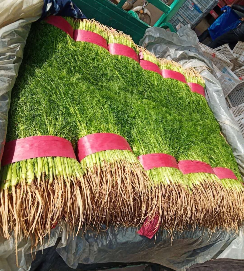 《茴香苗》小茴香茴香菜基地直供现货随装可全国发货