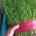 《茴香苗》小茴香茴香菜基地直供现货随装可全国发货