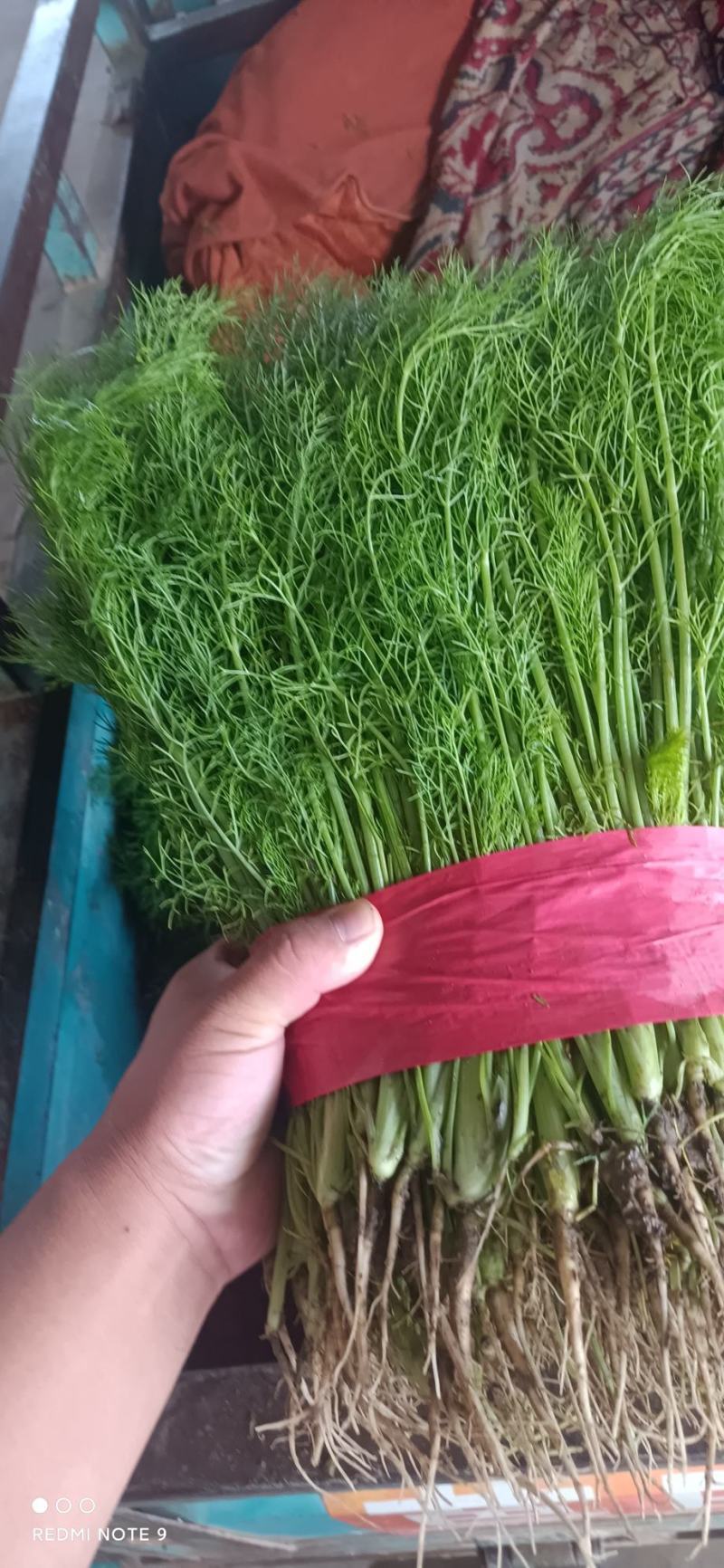 《茴香苗》小茴香茴香菜基地直供现货随装可全国发货