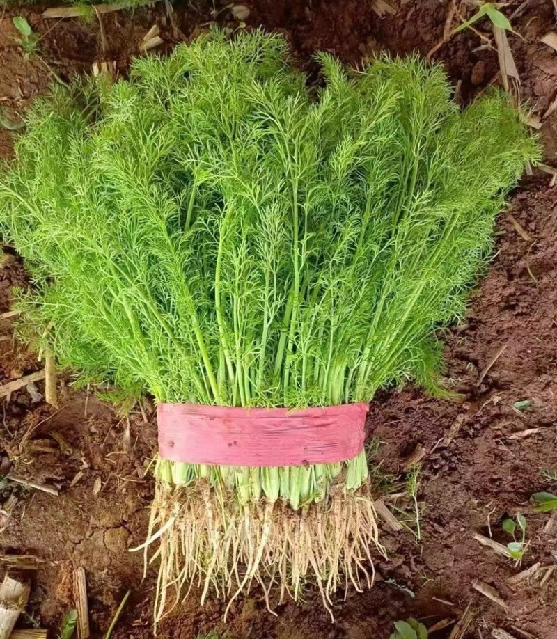《茴香苗》小茴香茴香菜基地直供现货随装可全国发货