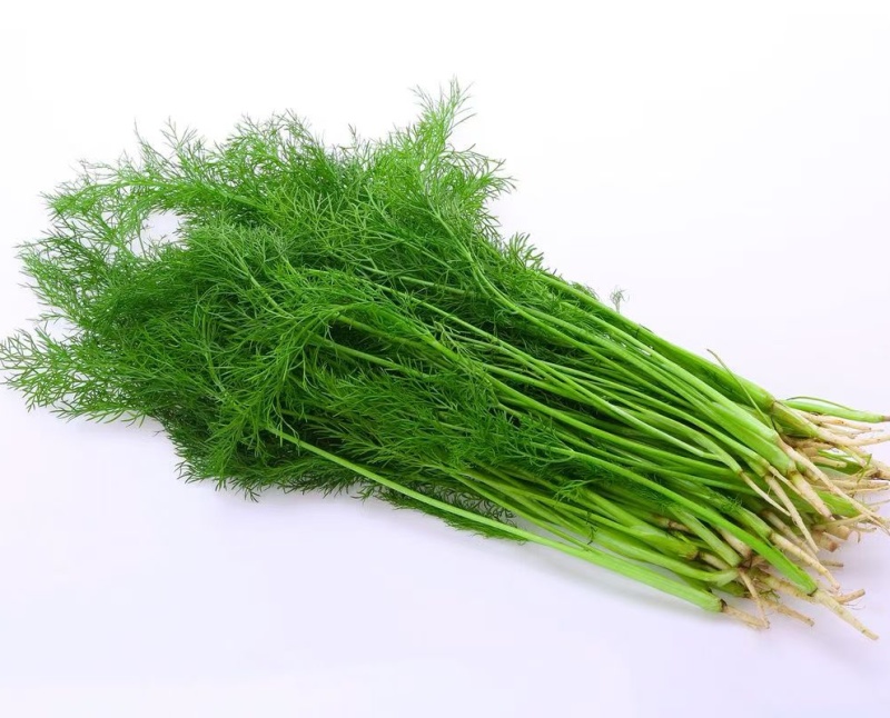 《茴香苗》小茴香茴香菜基地直供现货随装可全国发货