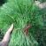 《茴香苗》小茴香茴香菜基地直供现货随装可全国发货