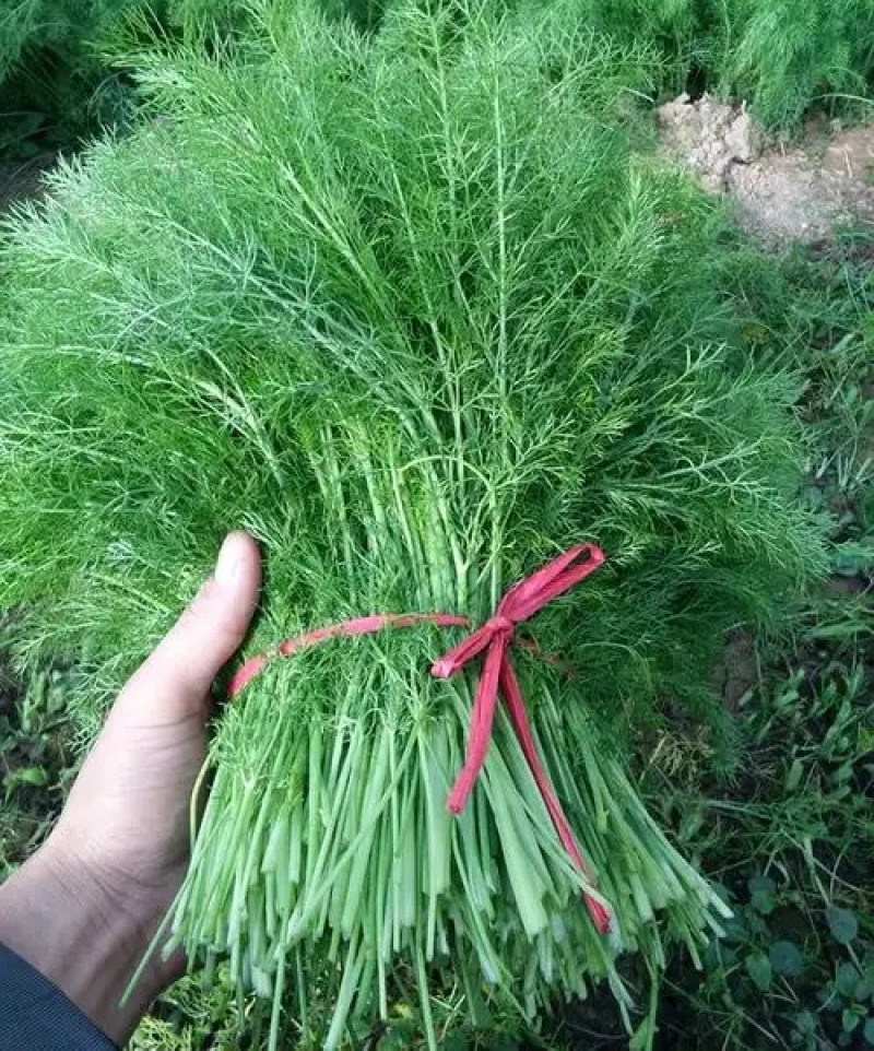 《茴香苗》小茴香茴香菜基地直供现货随装可全国发货