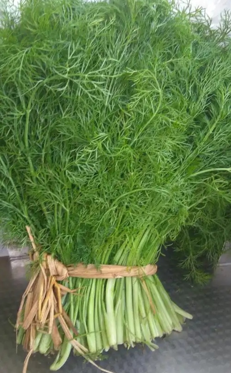 《茴香苗》小茴香茴香菜基地直供现货随装可全国发货